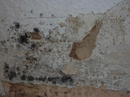 Schimmelpilzbildung in Wohnräumen infolge aufsteigender Feuchte im Mauerwerk